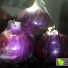 山东岱岳紫皮洋葱：范镇唐李洪强