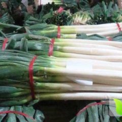 山东岱岳铁杆大葱：范镇唐李洪强