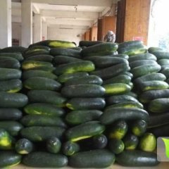广西西乡塘黑优大冬瓜价格便宜