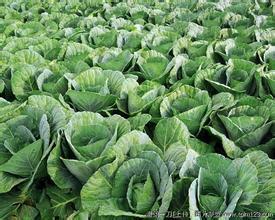 山东梁山中甘21甘蓝 价格可以面谈