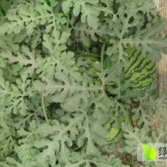 浙江温岭麒麟西瓜品种优良