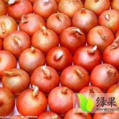 河南通许红皮、紫皮洋葱已便宜上市：孙营乡赵步兴