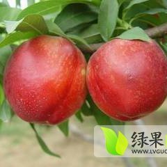 安徽华光油桃大面积上市 价钱合理