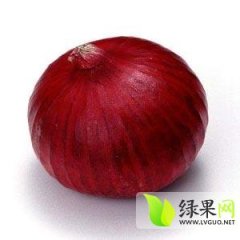 惠民红皮洋葱种植基地