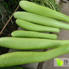 青州优质瓠子开始上市了