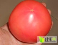 山东硬粉西红柿今日价格0.8-1.3元/斤