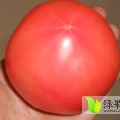 山东硬粉西红柿今日价格0.8-1.3元/斤