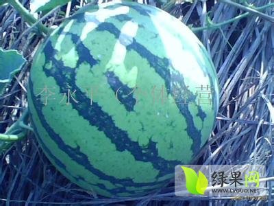 8424西瓜价格