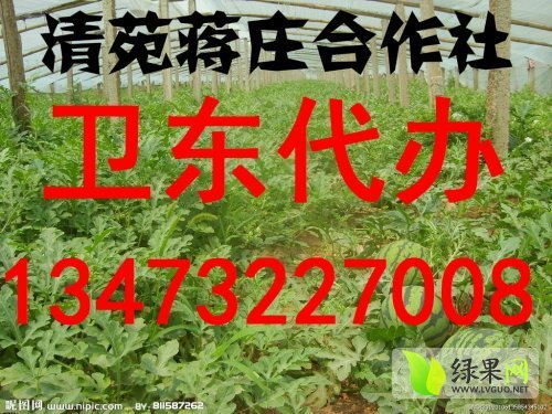 2014年河北清苑京欣价格
