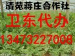 保定清苑西瓜大量上市