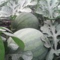 大量供应山东惠民花皮无籽西瓜