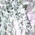 河北保定清苑西瓜成熟了