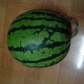 本人家中种植大量8424西瓜