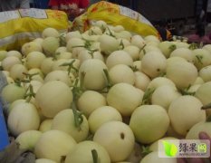 安徽砀山各品种甜瓜大量上市了