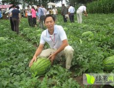 陕西大荔冠龙西瓜上市 看货议价