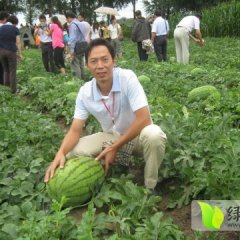 陕西大荔冠龙西瓜上市 看货议价