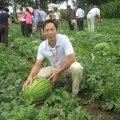 陕西大荔冠龙西瓜上市 看货议价