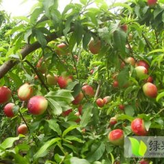 陕西大荔油桃、蜜桃、杏出售