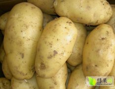 河南大量新鲜土豆即将上市