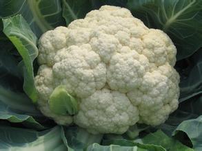 河南银冠菜花产地