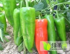 河南新野县城郊曹小强：青椒0.25元/斤