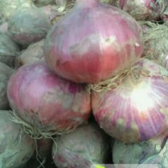 山东惠民楼子冯洋葱总代理