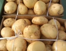 常年代办土豆中暑系列土豆