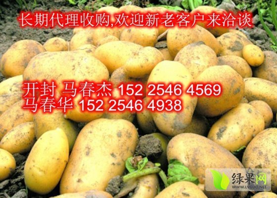 2014年河南通许克新一号价格