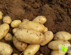 河南许昌襄县急售大量荷兰15优质土豆，