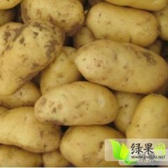 山东滕州荷兰十五：滨湖镇田村