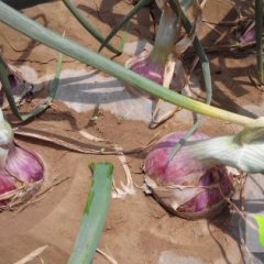 山东惠民红皮洋葱产地 来电提供真实报价