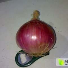 山东安丘红皮洋葱大量上市