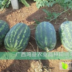 广西西乡塘花美人西瓜种子：科园大李孝园