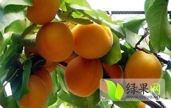 山西临猗金太阳杏：七级镇张彩丽