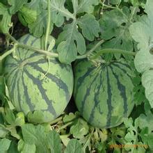 陕西大荔京欣西瓜大量上市价格合适