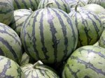 广西麒麟西瓜8斤起七成熟价格为0.86元/斤