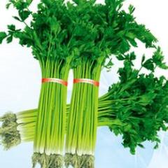 山东小香芹种植基地 欢迎各地货主来采购