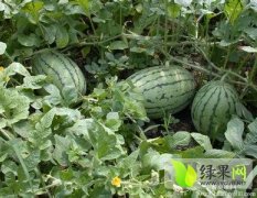 山东大棚西瓜上市期持续到8月