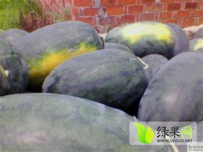 黑美人价格