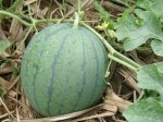 广西合浦花皮无籽：廉州镇小黄