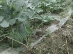 广西江南花皮无籽西瓜产地急求收购商