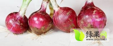 河南新野红皮洋葱最新价格行情电话联系