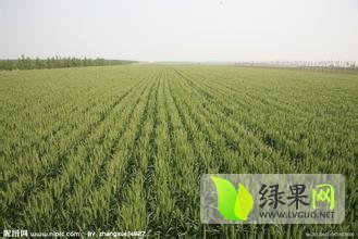 山东平度八百亩优质小麦供应