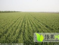 山东平度八百亩优质小麦供应