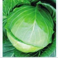 李学雷河南新野包菜热销中