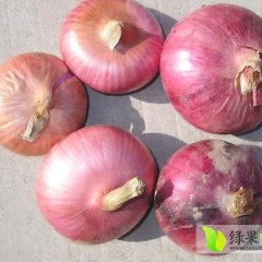 山东单县红皮洋葱：时楼镇时先生