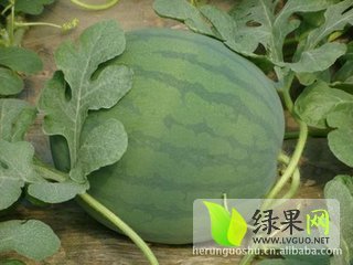 花皮无籽价格