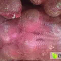河南红皮洋葱刚上市 价格不是很稳定