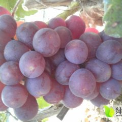 山东露天红无核葡萄现已上市
