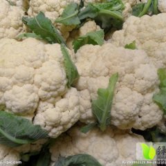 河南通许雪宝：菜花价格低欢迎来电询价。